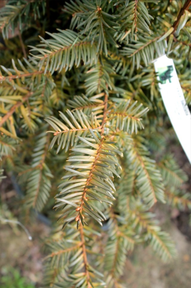 Taxus baccata10893