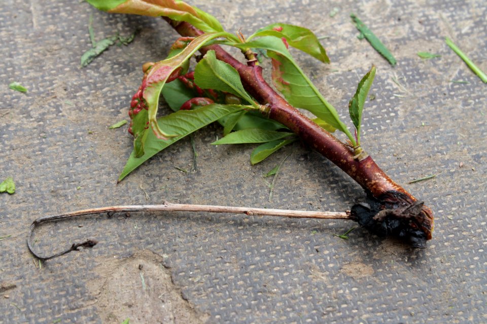 Taphrina deformans 13037