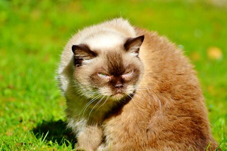 Mieze british shorthair cat thoroughbred