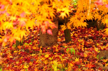 Autumn autumnal leaves maple