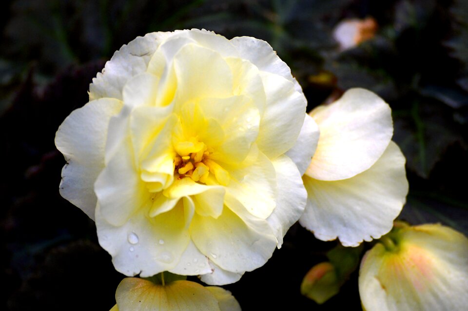 Yellow flower yellow flowers flower