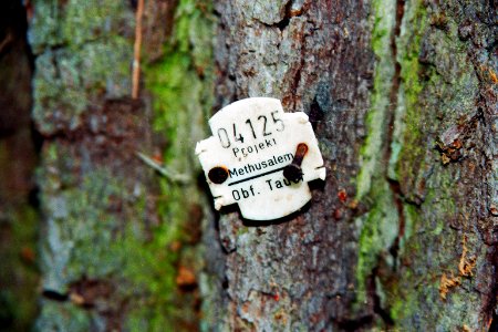 Tauersche Eichen 12