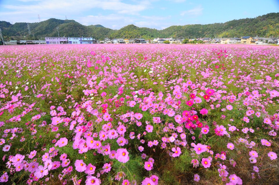 Cosmos field autumn