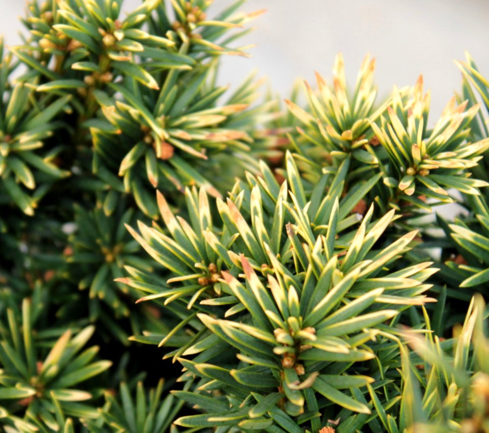 Taxus baccata 10600
