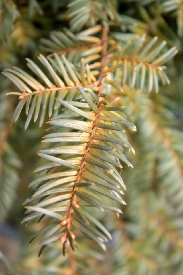 Taxus baccata 10889