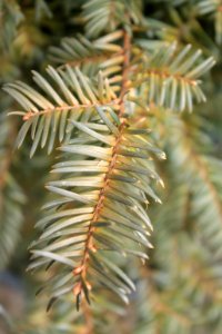 Taxus baccata 10889