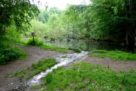 Teich am Dernbuschweg, Düsseldorf-Gerresheim, Juni 2021