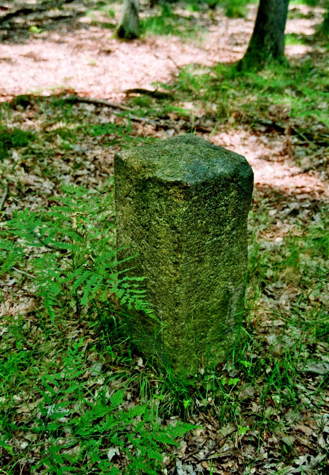 Tauersche Eichen 10