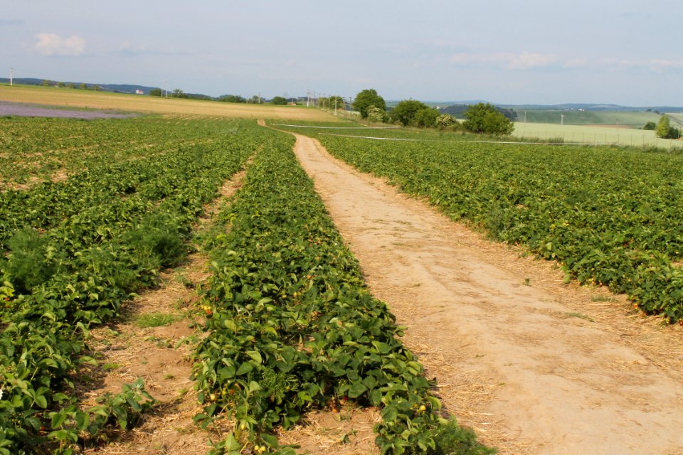 Strawberry fields8229