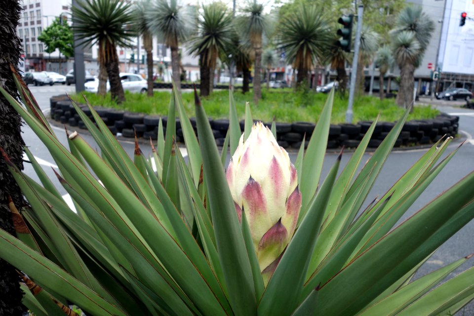 Stresemannplatz,Agavenblüte. Düsseldorf, 25. Mai 2021