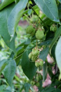 Staphylea pinnata 3789