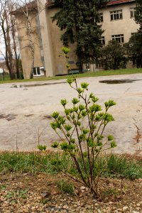 Staphylea pinnata2660