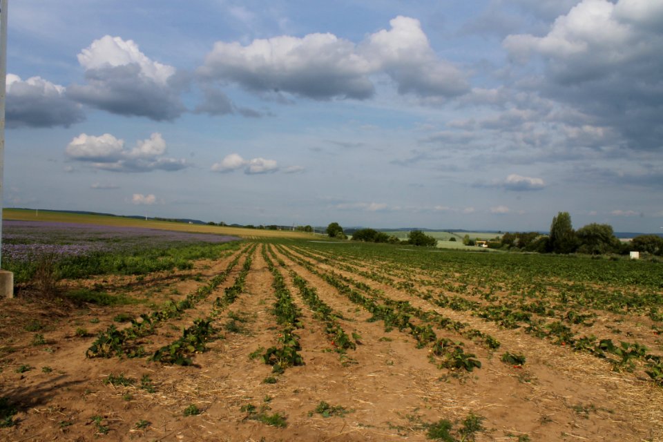 Strawberry fields 8213