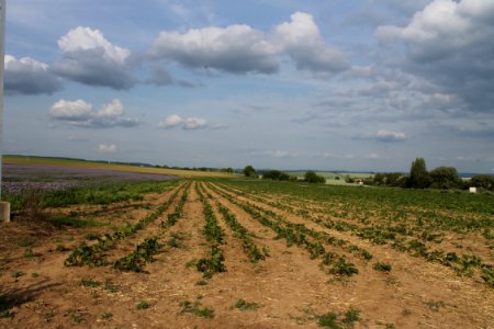 Strawberry fields 8213