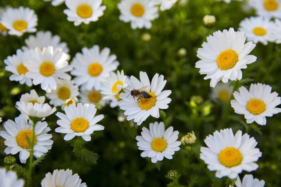 Floral nature spring flowers