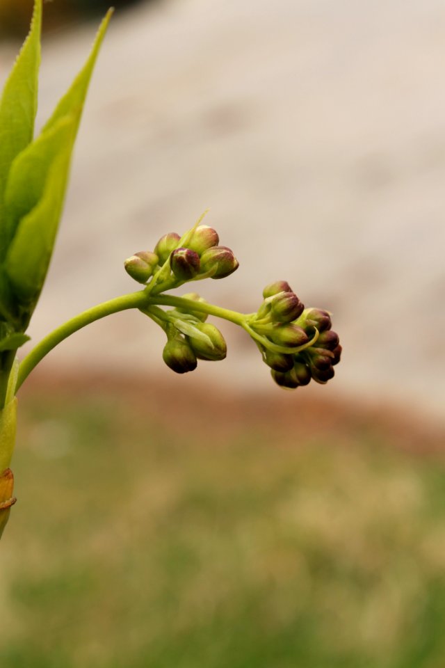 Staphylea pinnata 2658