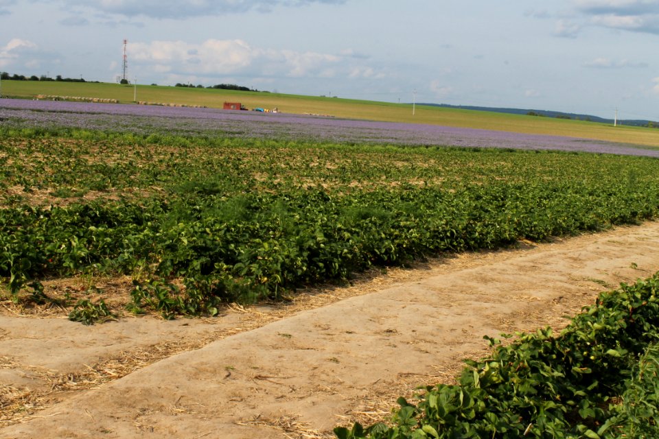 Strawberry fields 8233