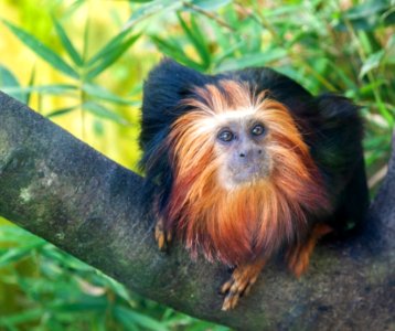 Tamarin lion à tête dorée ( Leontopithecus chrysomelas )