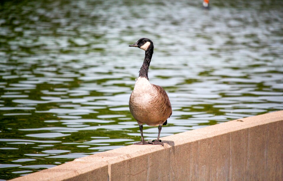 Nature duck lake