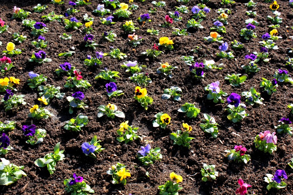 Stemorsblomster pansies