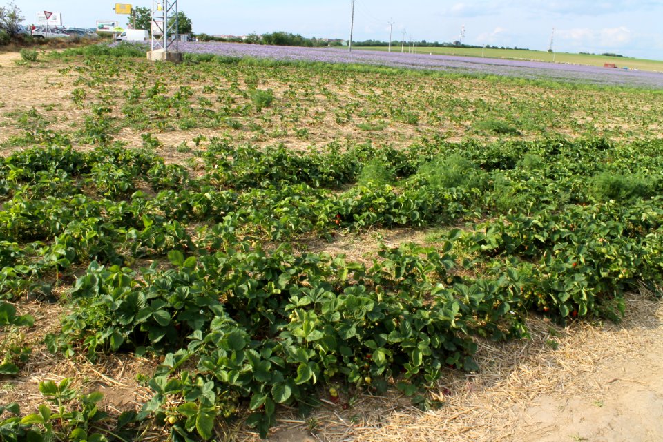 Strawberry fields8240