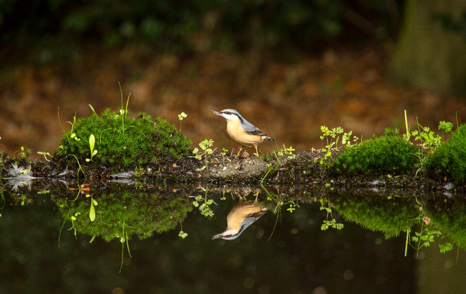 Water forest birds