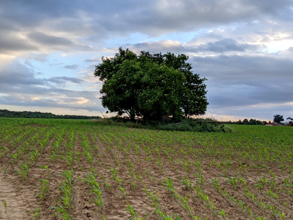 SteingrabSchampermuehleFern