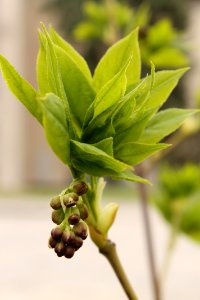 Staphylea pinnata 2655