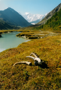 Steinbock Schaedel Bild2