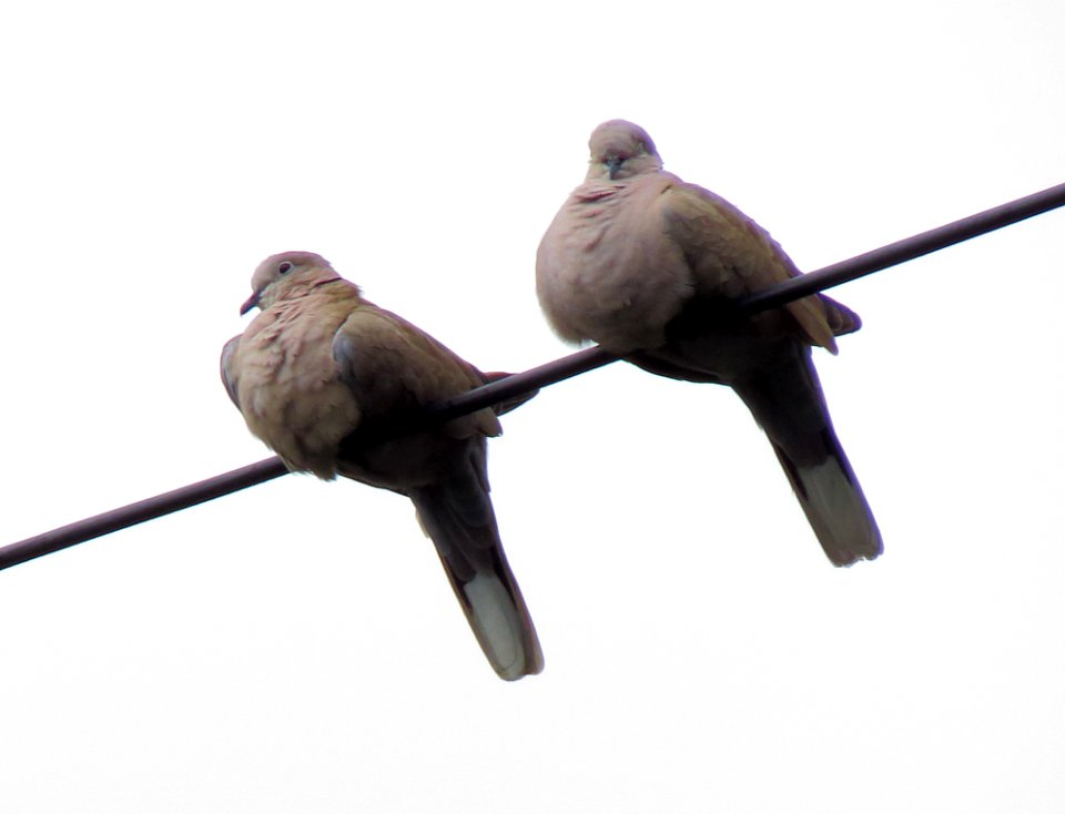 Streptopelia decaocto Fastiv