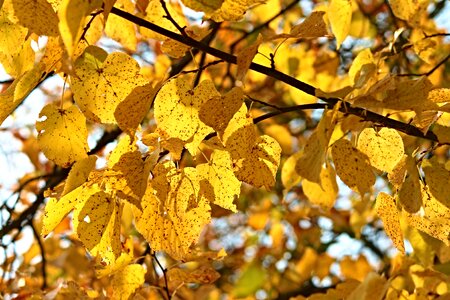 Autumn colored yellow photo