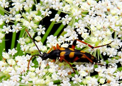 Strangalia attenuata Kiev