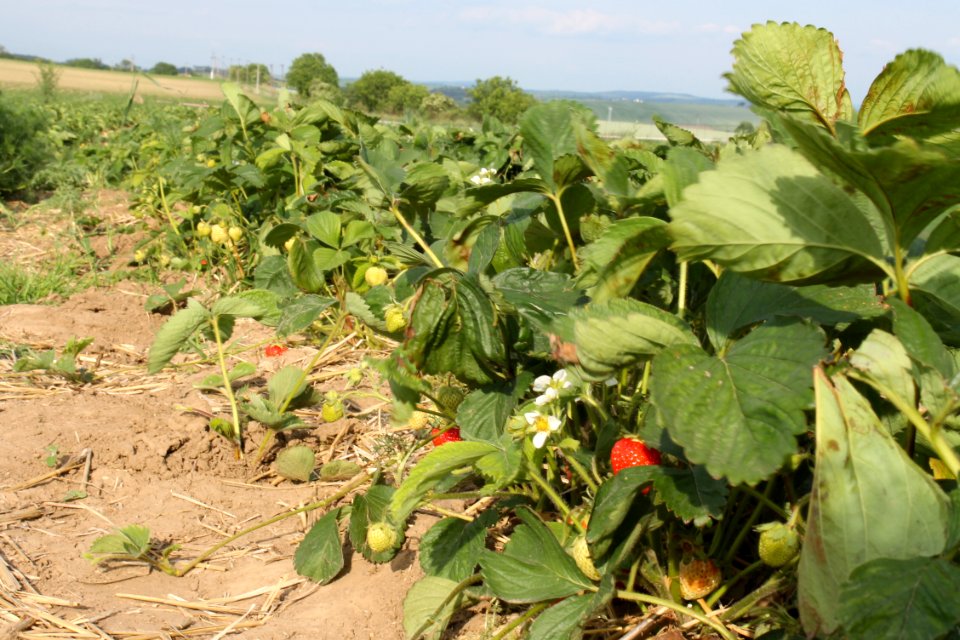 Strawberry fields8242