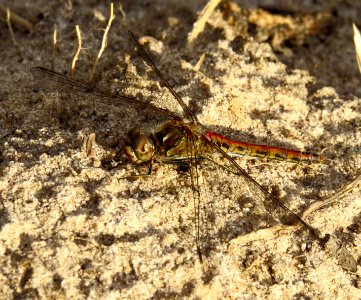 Sympetrum vulgatum Kiev1