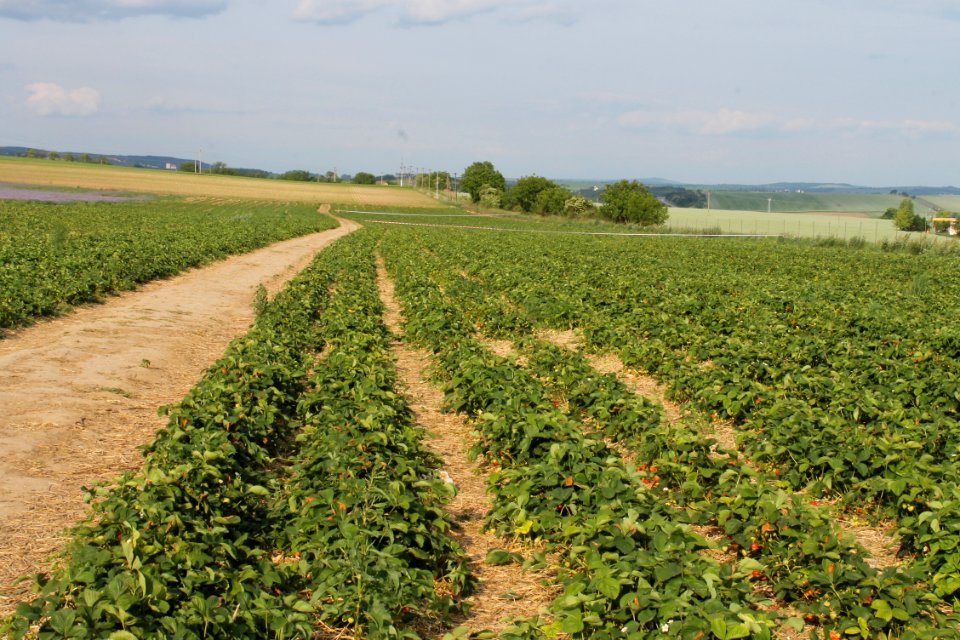 Strawberry fields232