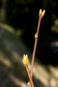 Staphylea pinnata 251