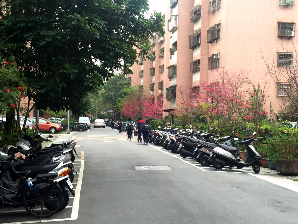 Students Walking through Cherry Blossom in Lane 74, Sanmin Road Taipei 20160307