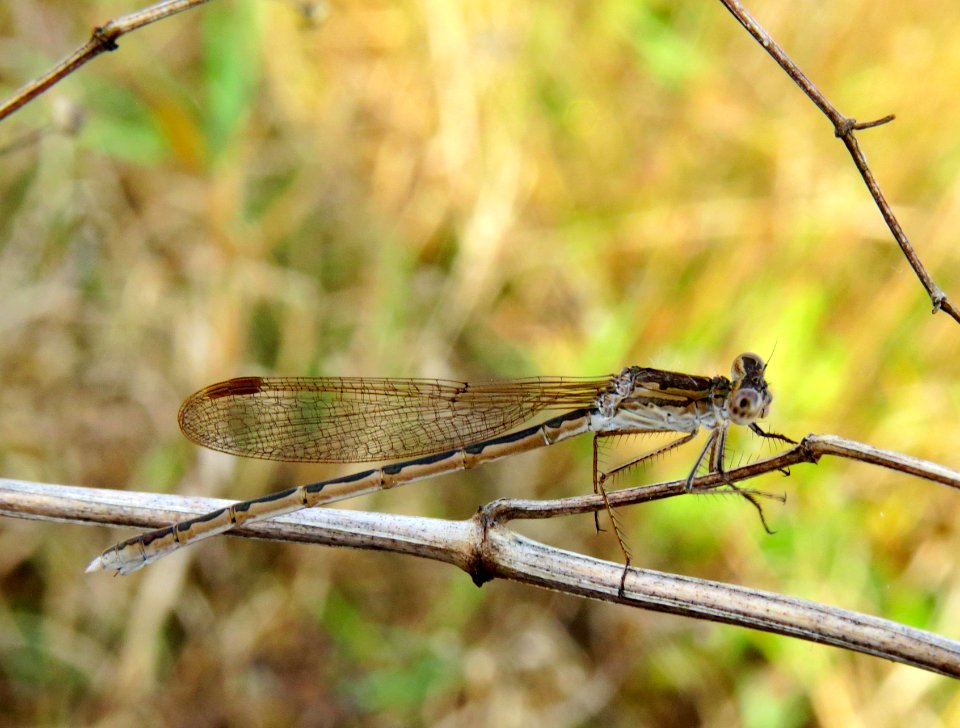 Sympecma paedisca Kobylka1
