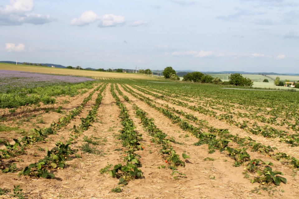 Strawberry fields8217