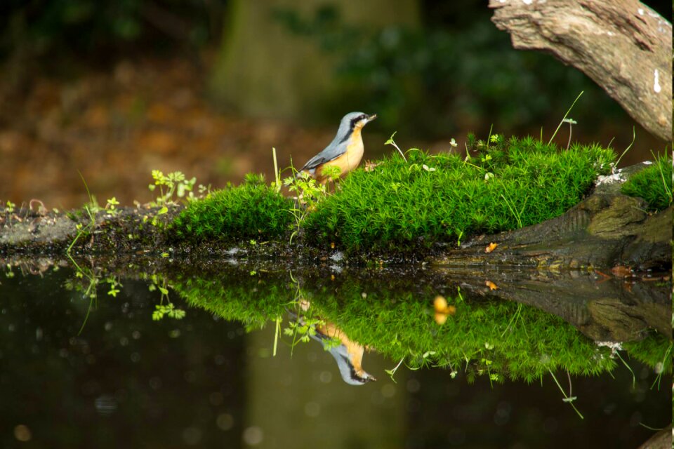 Nature tree birds