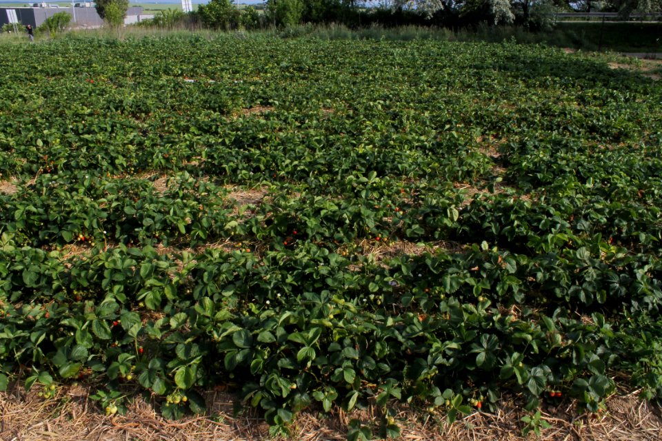 Strawberry fields8237