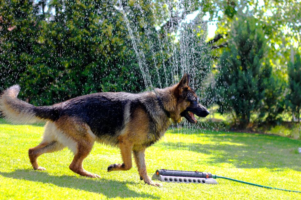 Loyalty pets four-legged