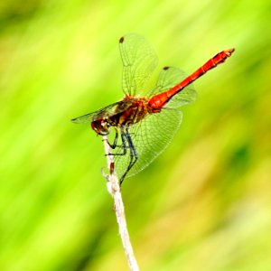 Sympetrum sanguineum Kiev3