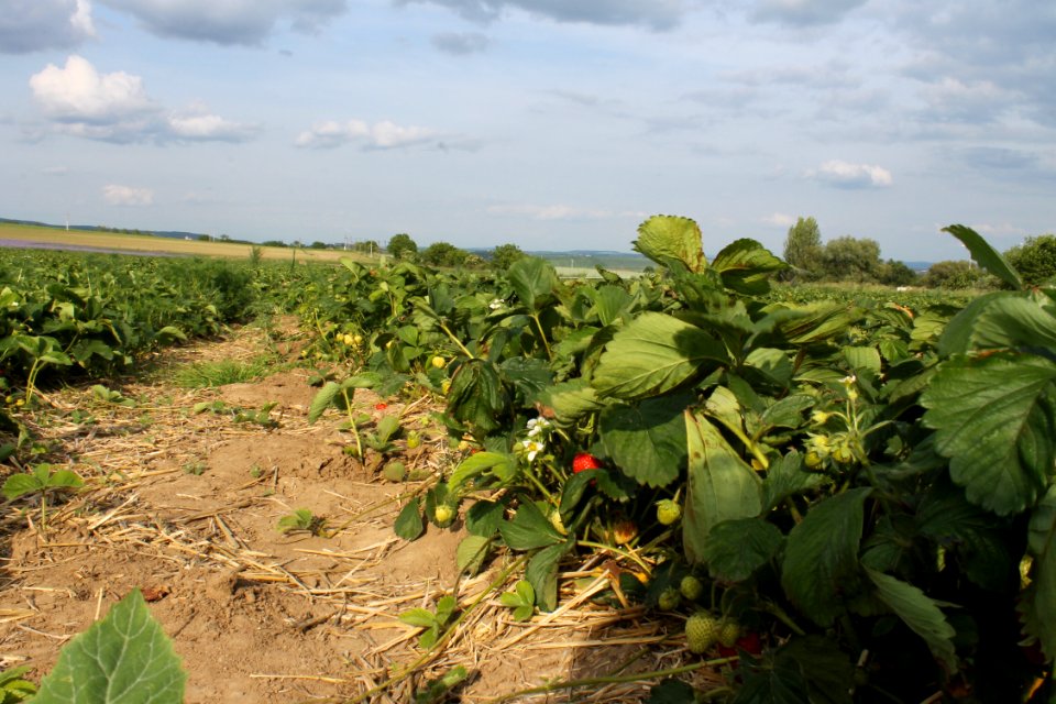 Strawberry fields8245