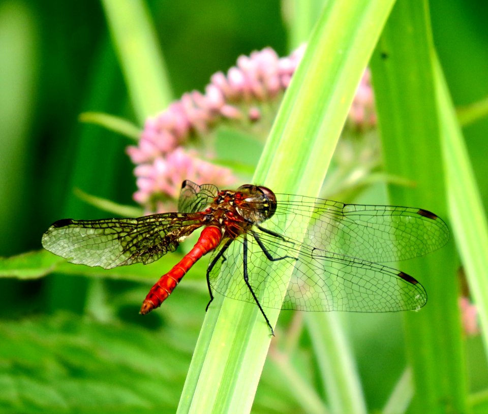 Sympetrum sanguineum Kiev4