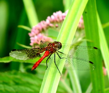 Sympetrum sanguineum Kiev4