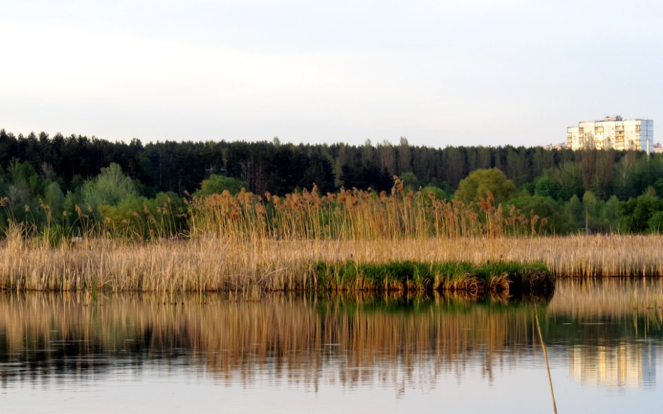 Svyatoshyn ponds2
