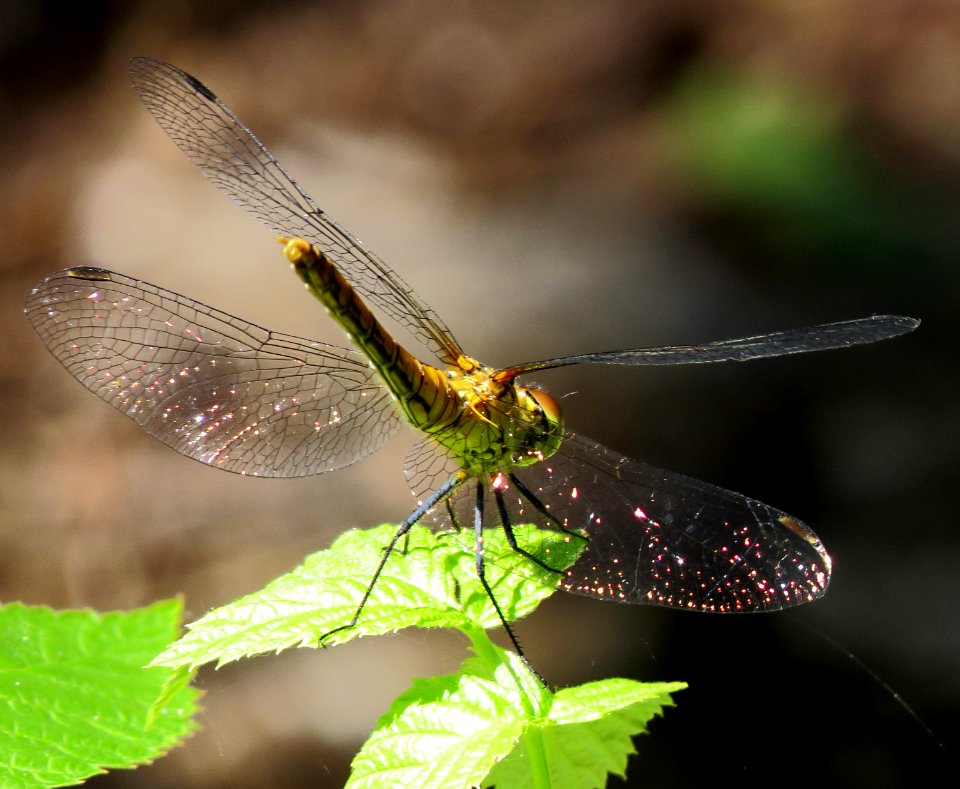 Sympetrum sanguineum Kiev obl. 3
