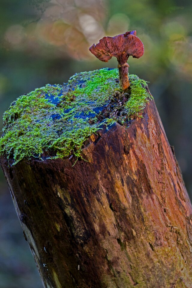 Log forest baumschwamm