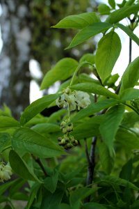 Staphylea pinnata 0991